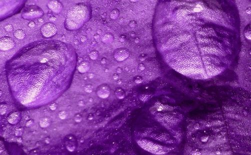 紫色代表着高效,也是生肖龙终身的幸运颜色